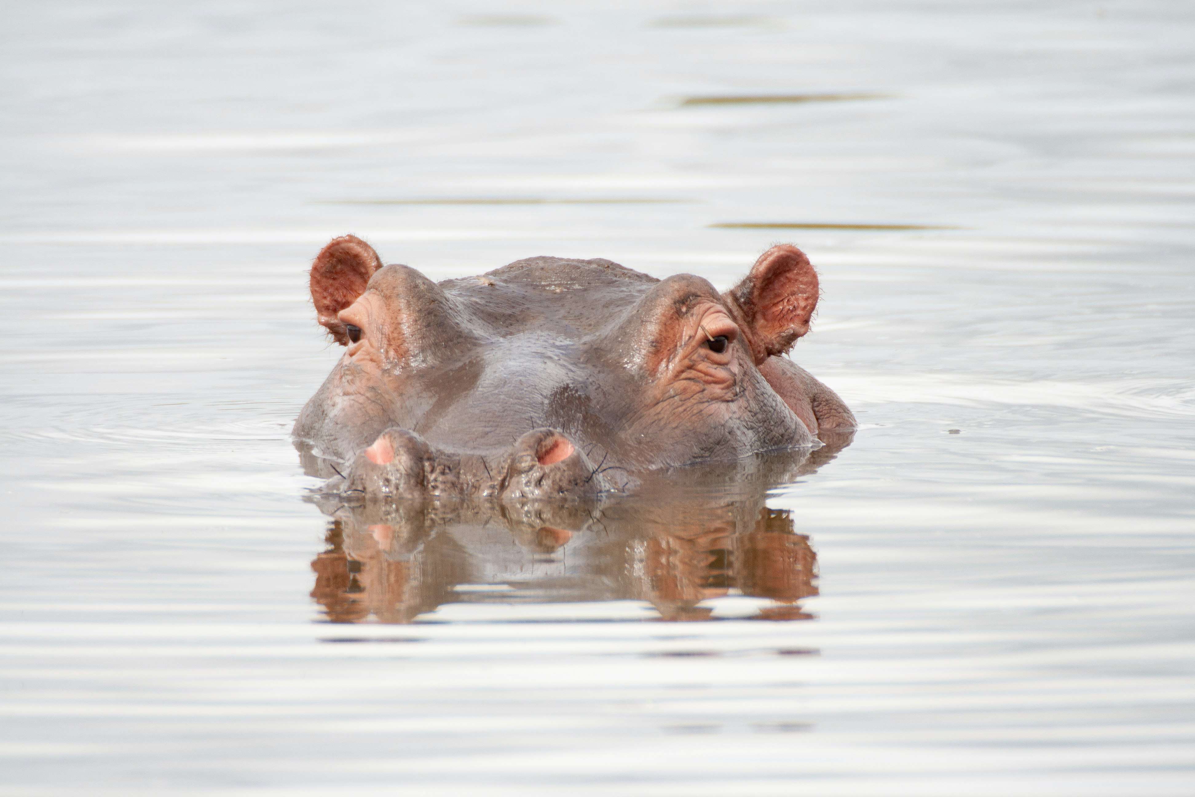 brown rhinoceros on water during daytime